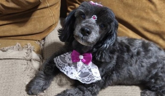 Cachorrinha Mel precisa de ajuda urgente para tratamento de carcinoma maligno na mama