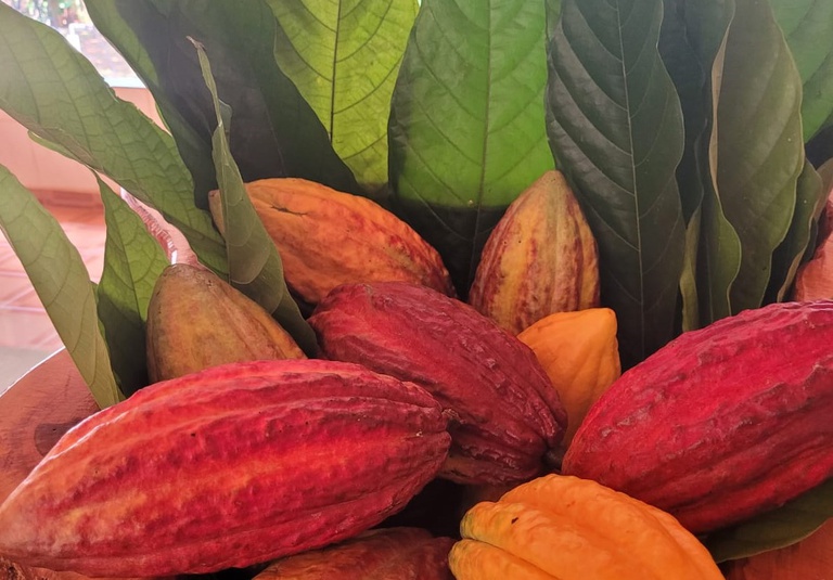 Cacau brasileiro ganha destaque no Dia Mundial do Chocolate com iniciativas de desenvolvimento sustentável