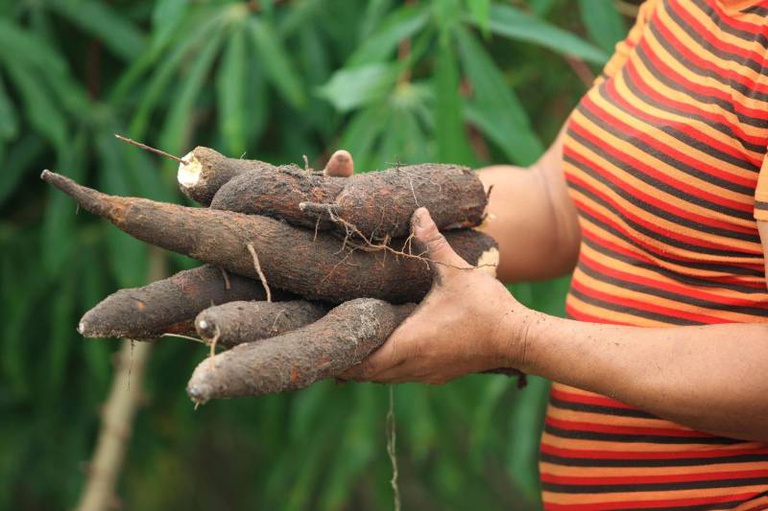 Governo Federal fortalece agricultura familiar e amplia inclusão bancária em Soure, Marajó