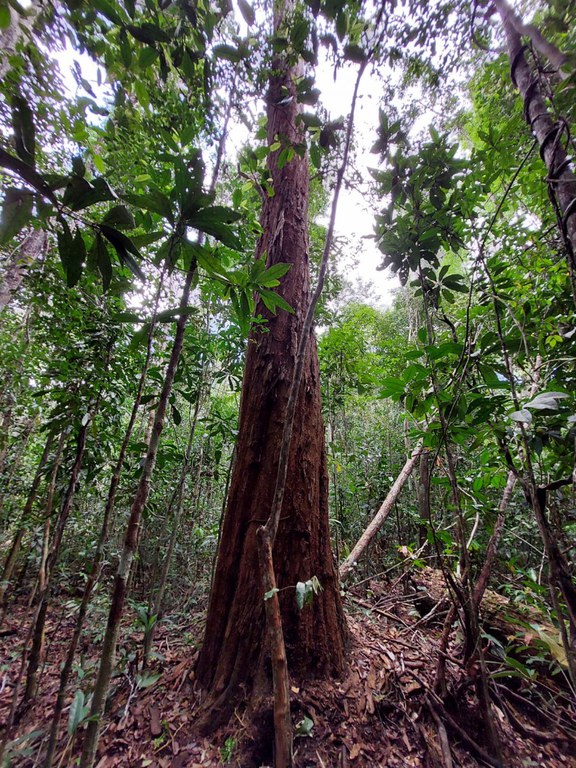 Pau-brasil enfrenta riscos de extinção e debate internacional se intensifica na COP20 em 2025