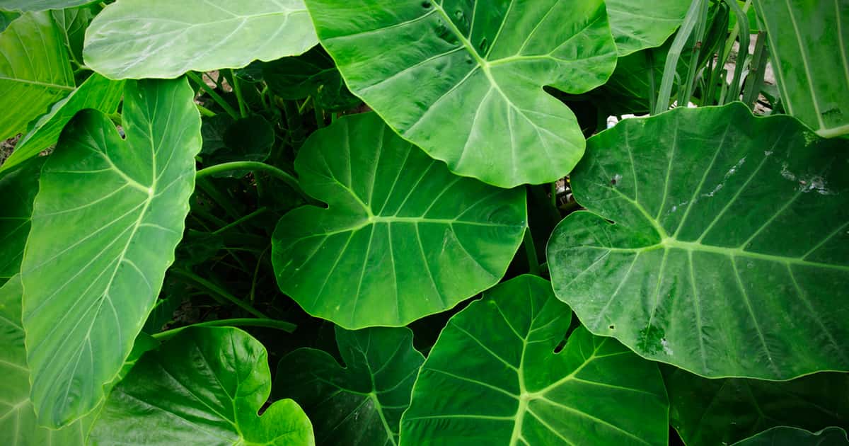 Taioba: um superalimento que combate a anemia e traz benefícios à saúde cardiovascular