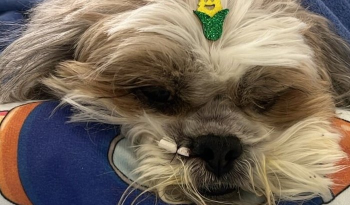 Caramelo enfrenta grave situação de saúde e família lança vaquinha para custear tratamento veterinário