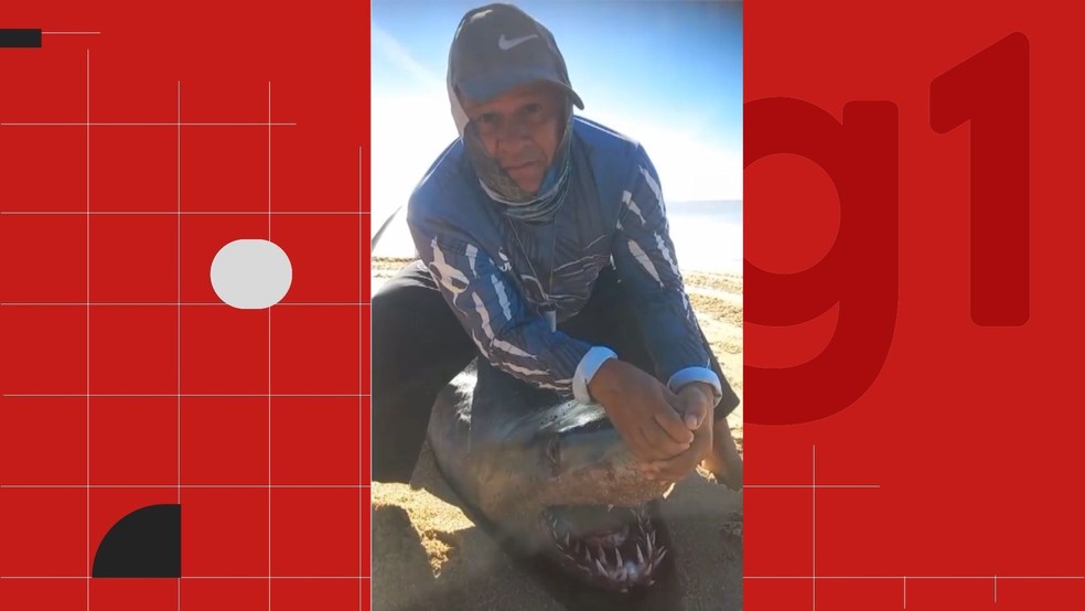 Tubarão anequim de 300 kg é encontrado morto na praia Lagoa do Siri em Marataízes, Espírito Santo