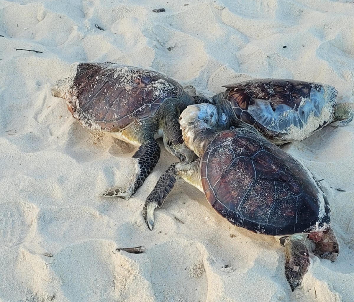 Tartarugas-verdes são encontradas mortas em Niterói e suspeita de pesca irregular preocupa especialistas