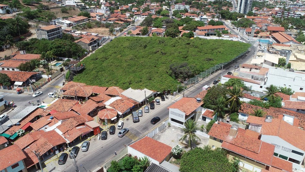 Cajueiro centenário de Pirangi enfrentará poda polêmica após decisão judicial em Parnamirim