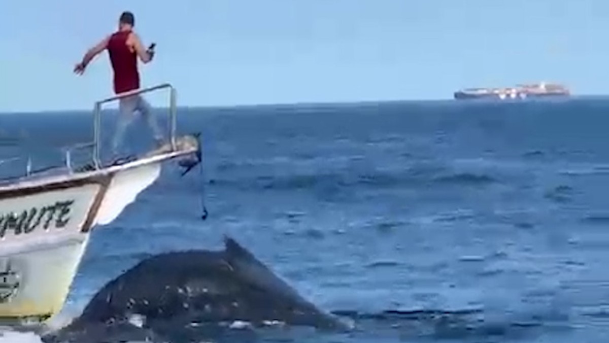 Embarcação colide com baleia em Arraial do Cabo e gera indignação entre turistas e autoridades ambientais