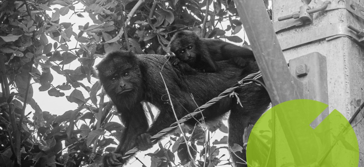 Família de bugios é registrada em Quissamã, trazendo esperança para a conservação da fauna fluminense