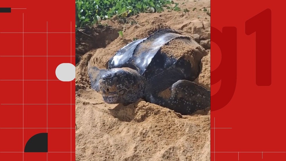 Tartaruga-de-couro desova em Jacaraípe em período atípico e gera atenção de pesquisadores e autoridades