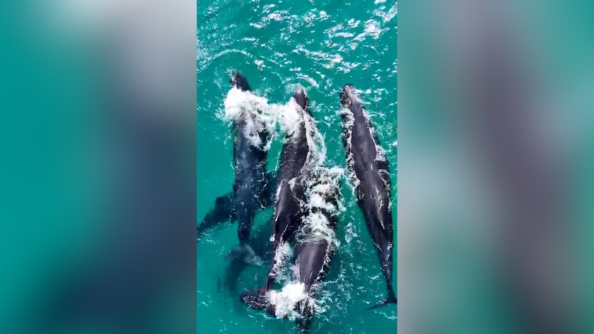Grupo de 15 cachalotes é avistado próximo à costa de Arraial do Cabo em rara ocorrência