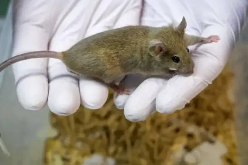 Câmara dos Deputados aprova proibição de testes em animais para cosméticos e produtos de higiene pessoal