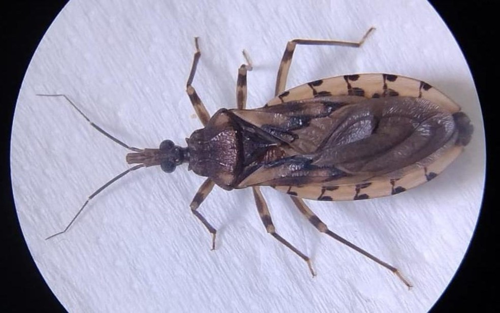 Mudanças climáticas ampliam risco da Doença de Chagas na Amazônia, alertam pesquisadores