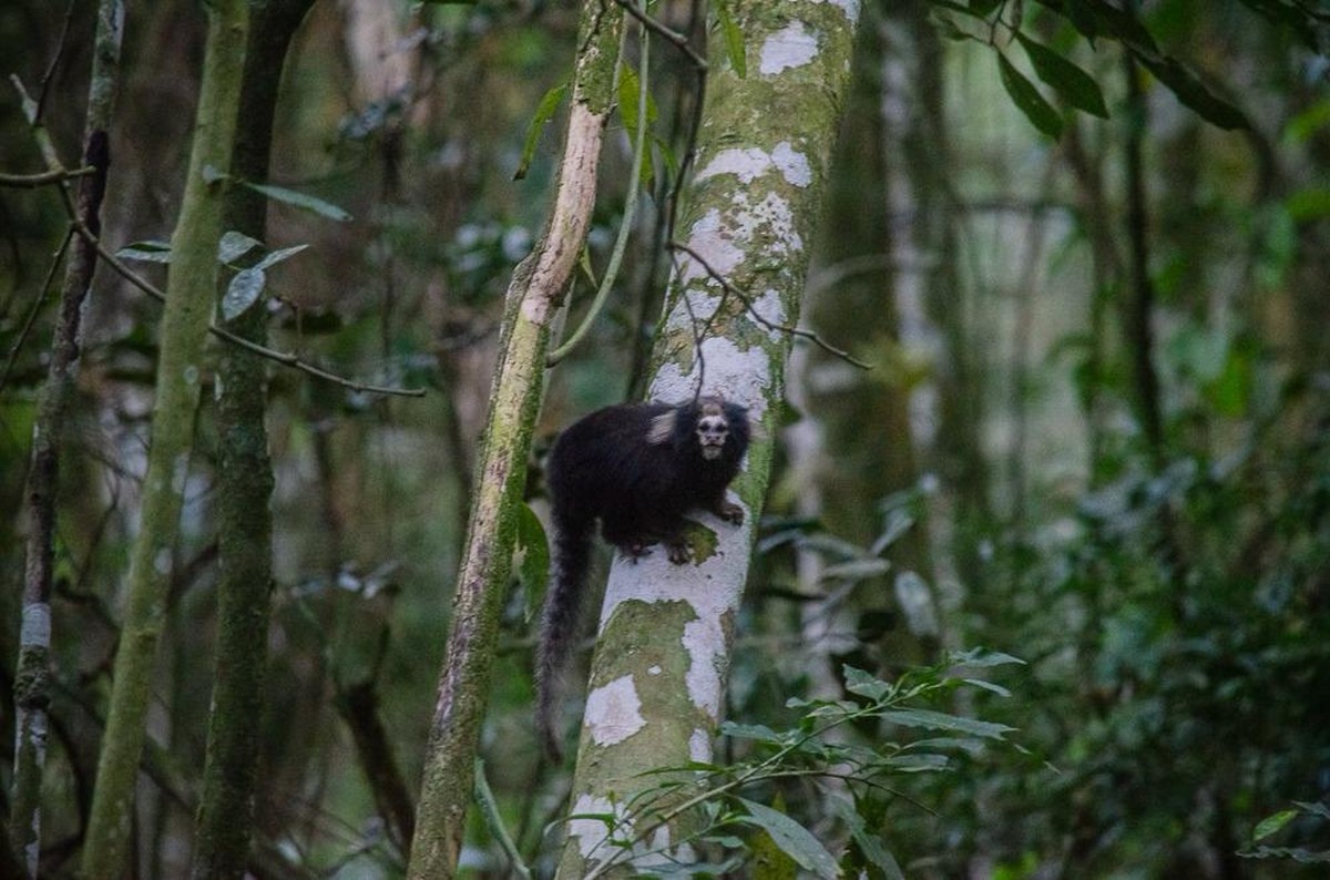 Sagui-da-serra-escuro é avistado em corredor ecológico no Norte do Estado do Rio de Janeiro