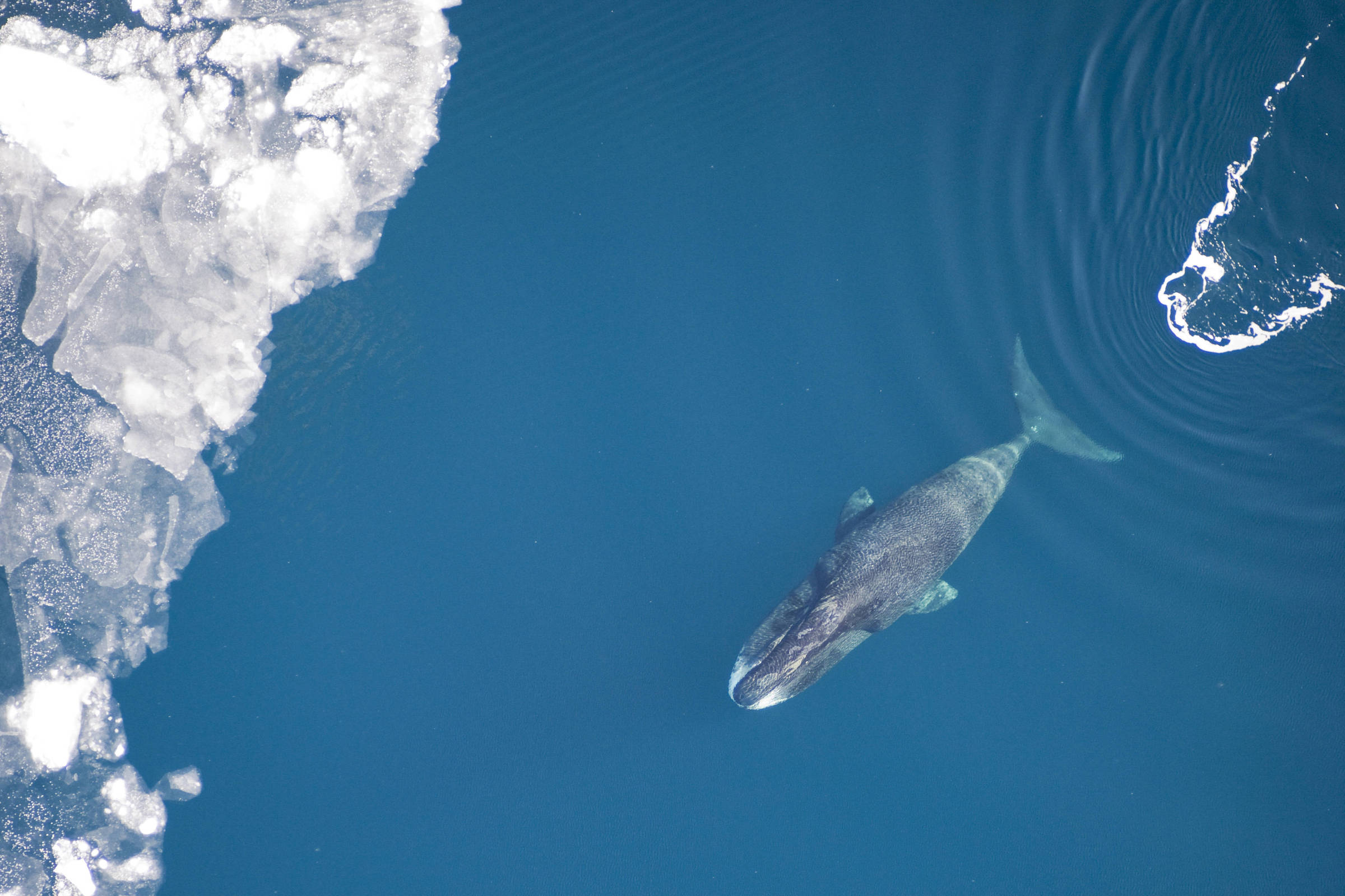 Aquecimento global eleva toxinas de algas nas cadeias alimentares do Ártico, alertam pesquisadores da Noaa