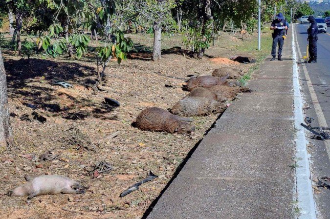 Capivaras são atropeladas em Brasília e apenas dois filhotes sobrevivem ao acidente trágico no Lago Sul