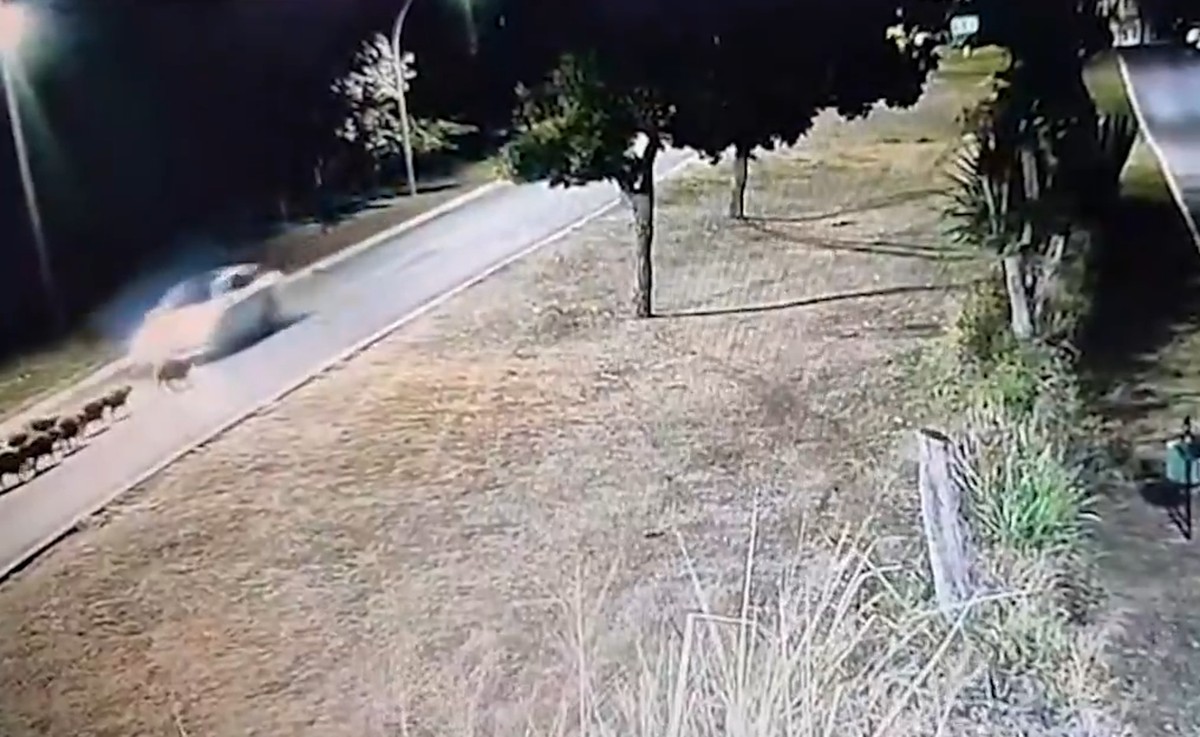 Carreta atropela 14 capivaras em Brasília; apenas um filhote sobrevive ao acidente trágico
