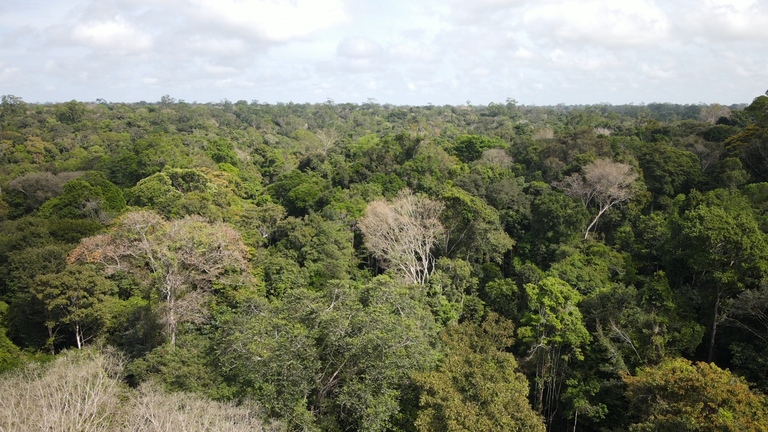 Ibama conclui projeto de capacitação em manejo florestal sustentável para órgãos ambientais da Amazônia