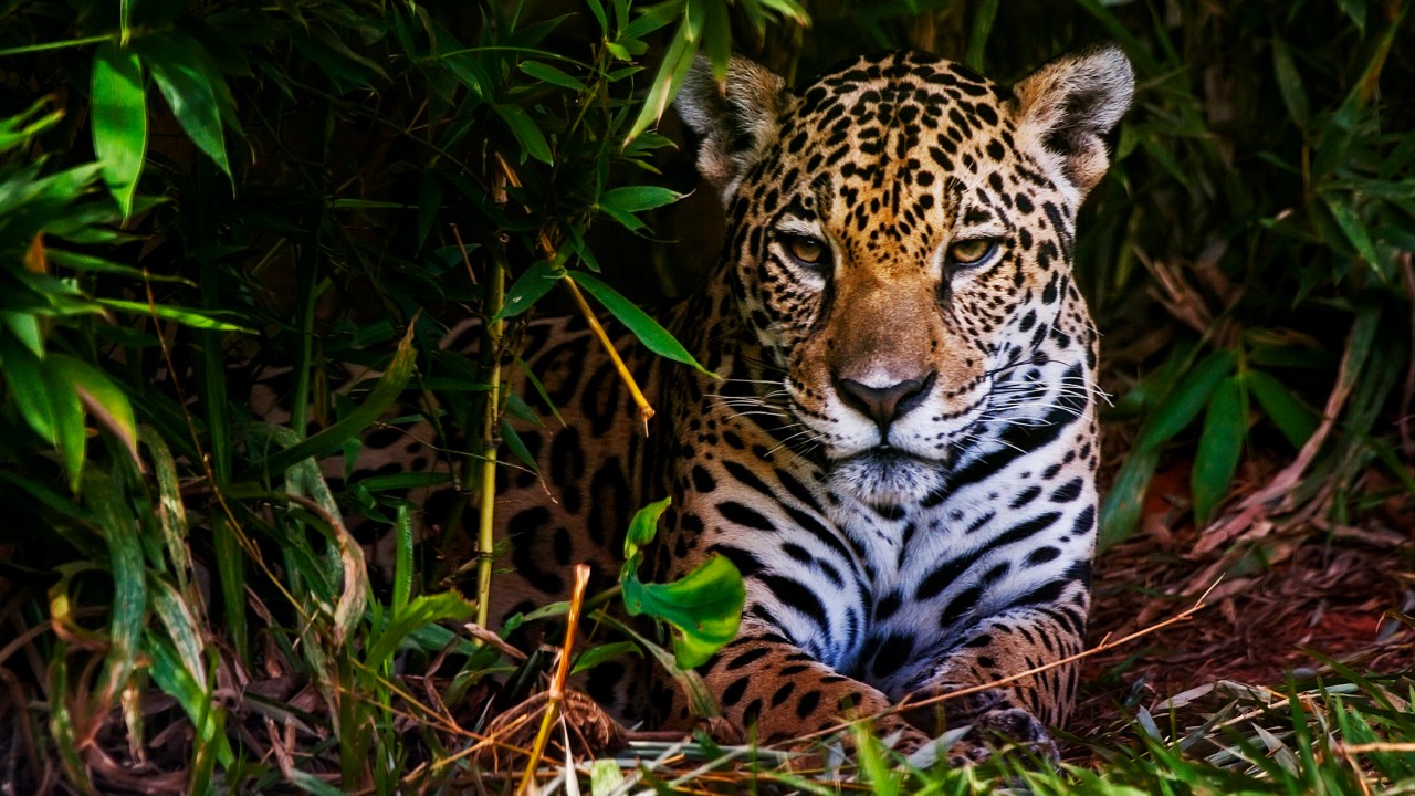 Onça-pintada e sucuri gigante protagonizam encontro impressionante no Pantanal e viralizam nas redes sociais