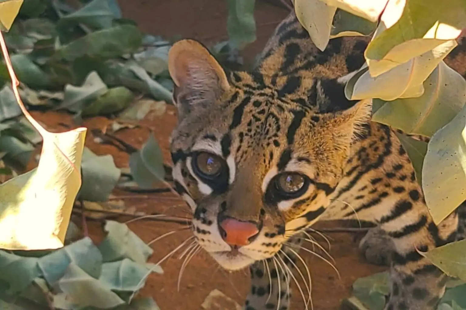 Jaguatirica resgatada no Pará gera polêmica sobre posse de animais silvestres e pressão nas redes sociais