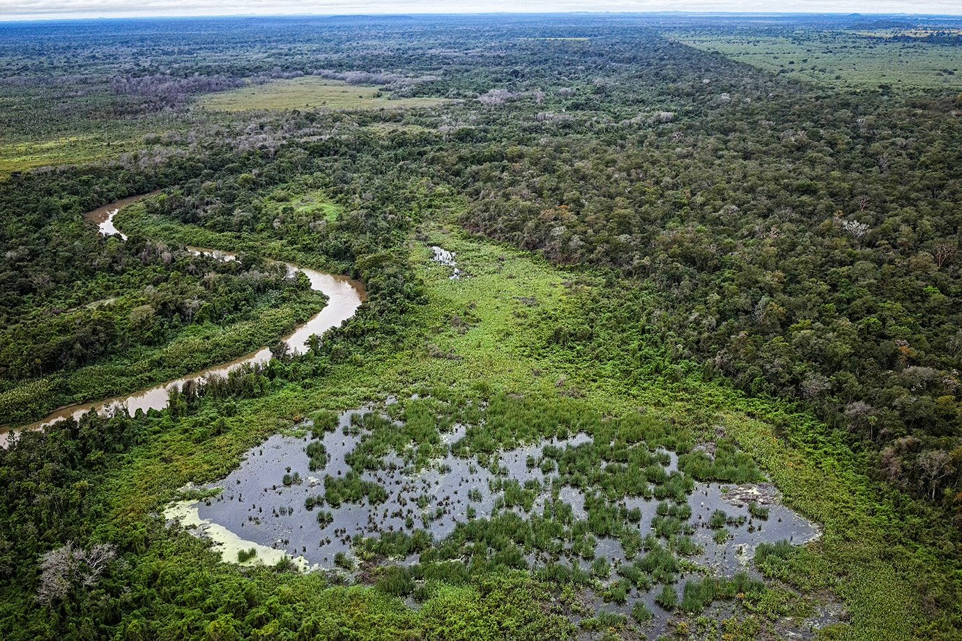 "Brasil realiza leilão histórico de concessão florestal na Bolsa de Valores e visa ampliar áreas protegidas"