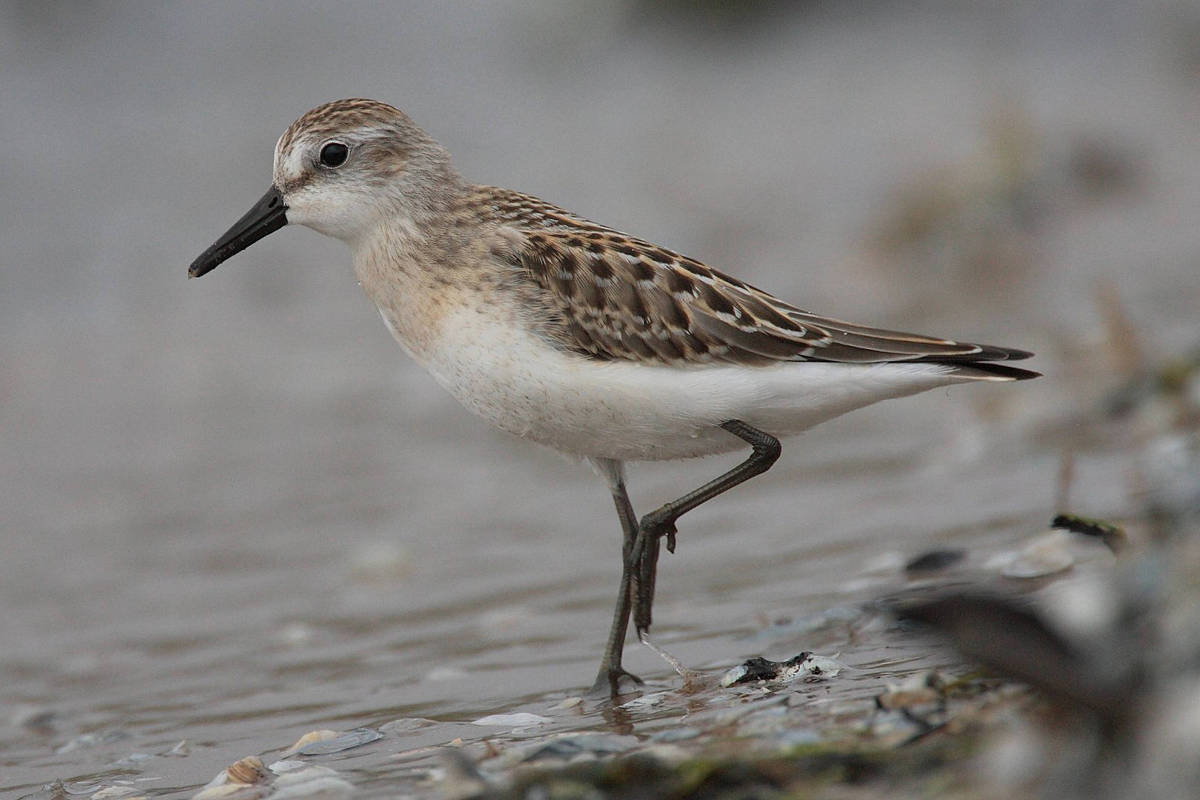 Queda alarmante de aves migratórias na costa do Amapá revela impactos das mudanças climáticas