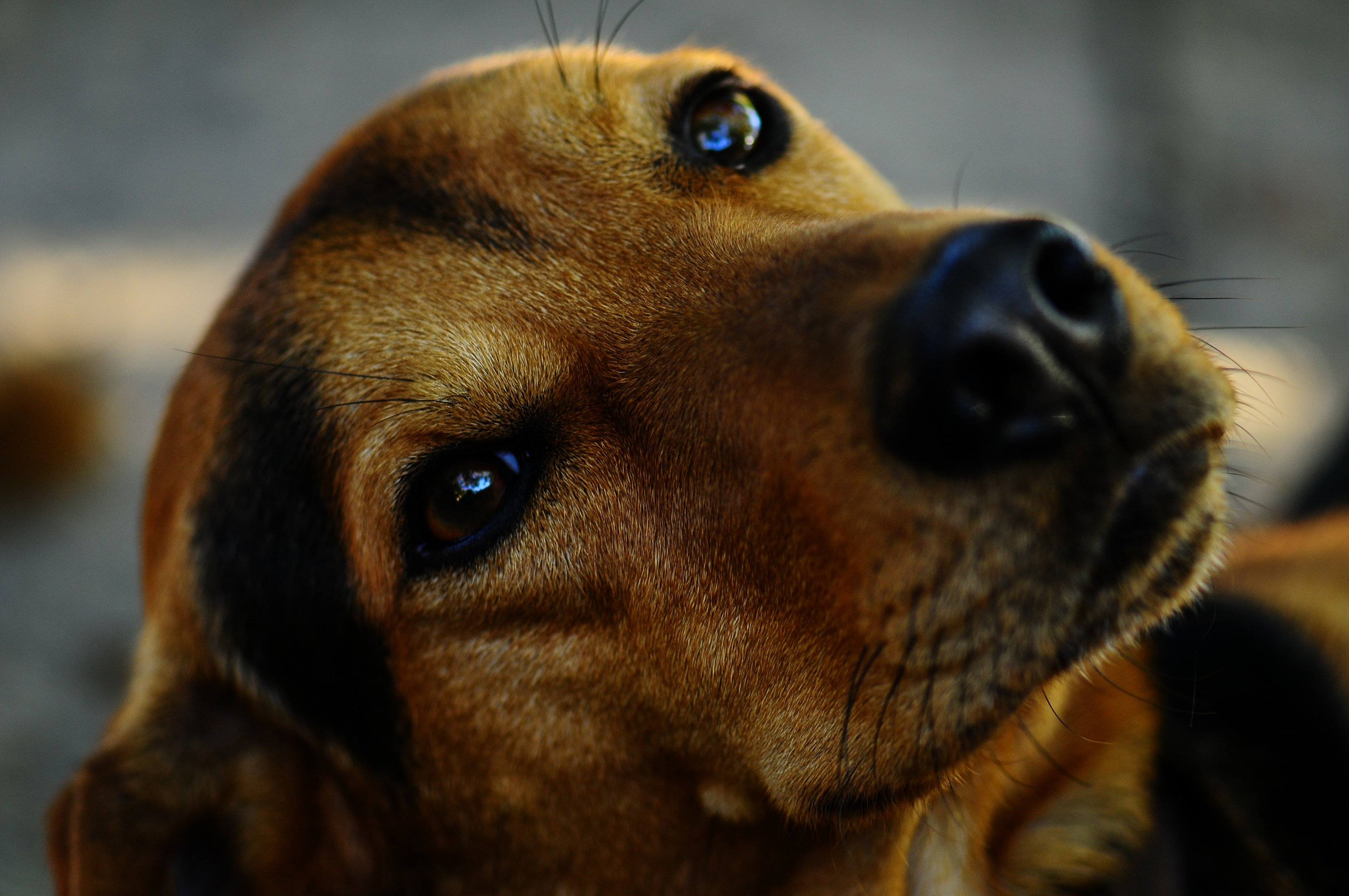 Vira-latas continuam a conquistar o coração dos brasileiros, segundo o PetCenso 2025 da Petlove