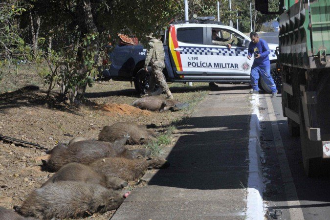 Motorista atropela 14 capivaras no Lago Sul e causa a morte de 12 animais em trágico acidente