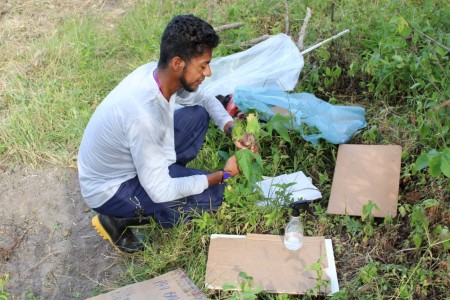 Etnobotânico Pataxó Hãhãhãi resgata saberes ancestrais e catalogam 175 plantas medicinais em estudo inédito