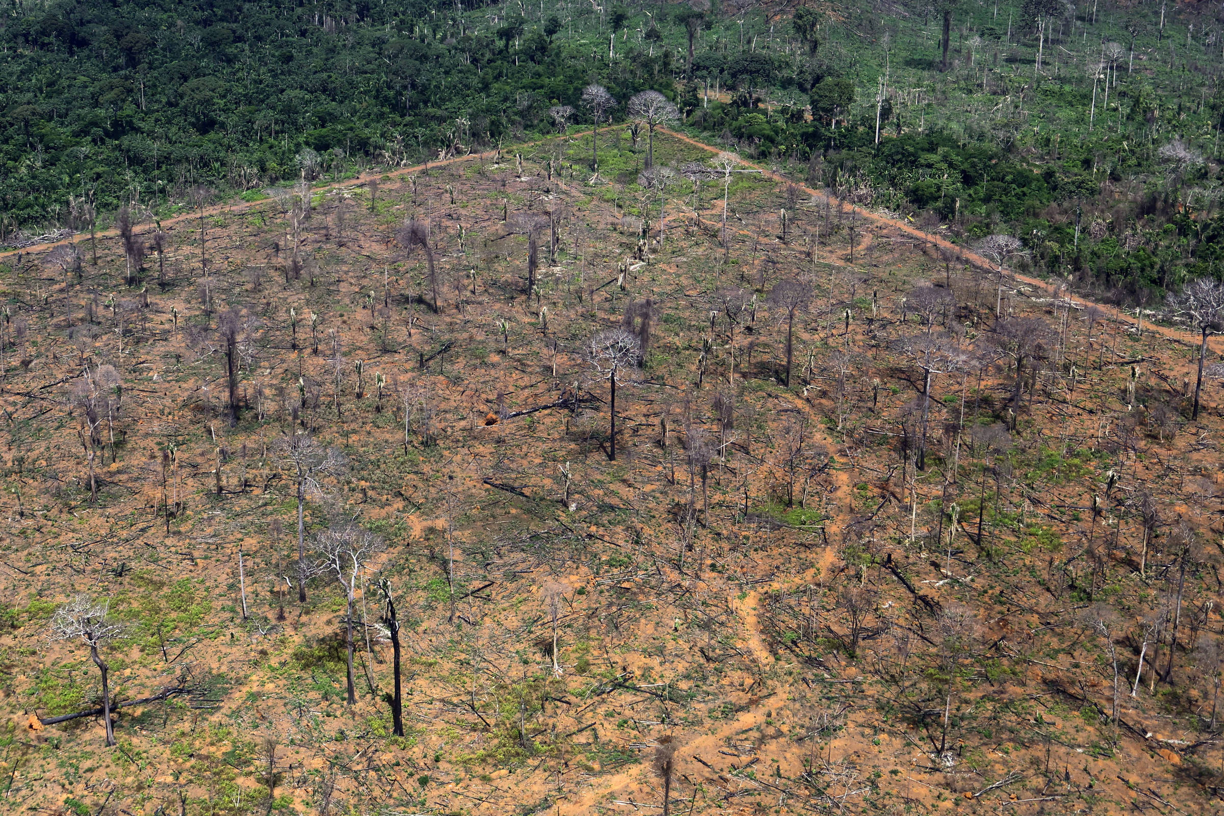 Desmatamento na Amazônia aumenta 27% no primeiro semestre, enquanto cerrado registra queda de 11%
