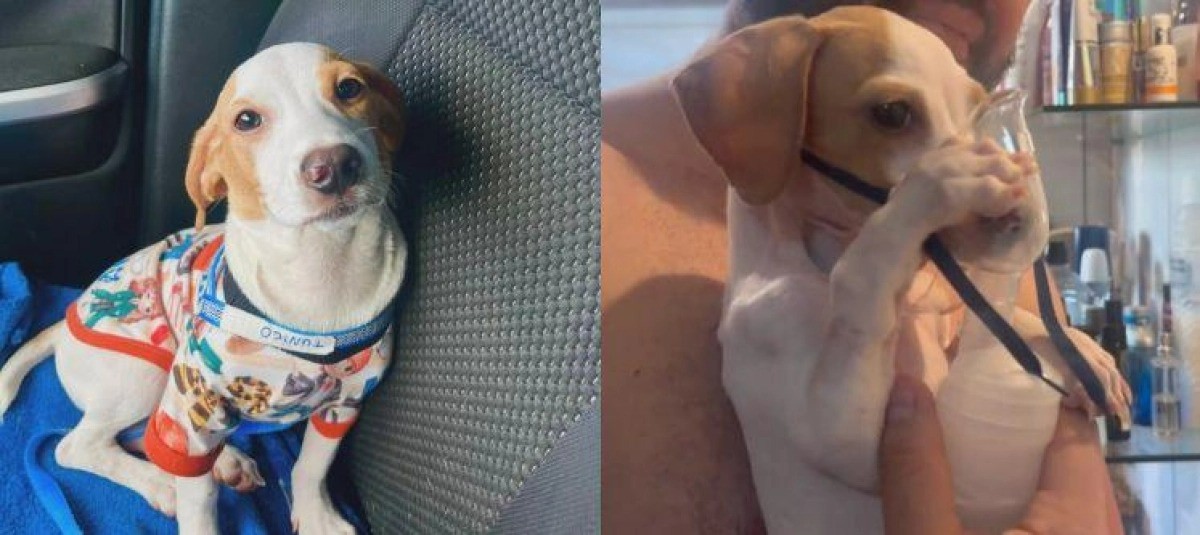 Tunico, o cão resgatado que emocionou a internet ao segurar seu nebulizador com as patas dianteiras