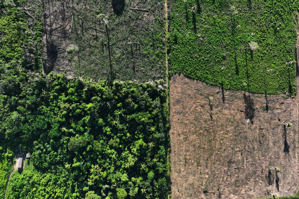 Desmatamento na Amazônia Legal cresce 27% em seis meses, com Mato Grosso liderando as perdas florestais