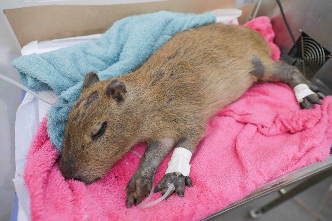 Capivaras sobrevivem a atropelamento em Brasília e recebem tratamento em hospital especializado