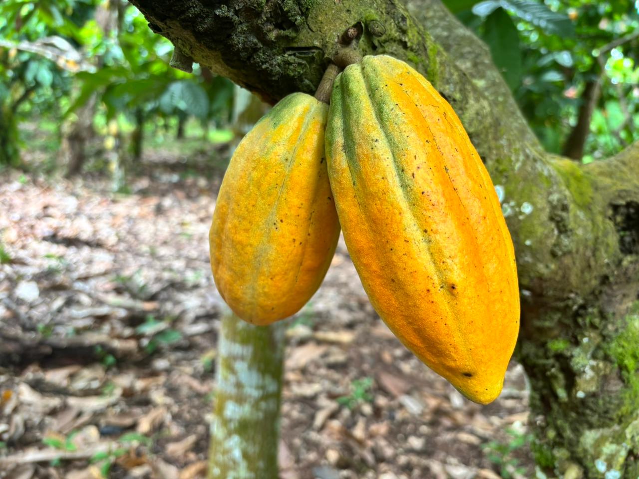 Mudanças climáticas alteram colheita de cacau na Amazônia e ameaçam tradições agrícolas centenárias