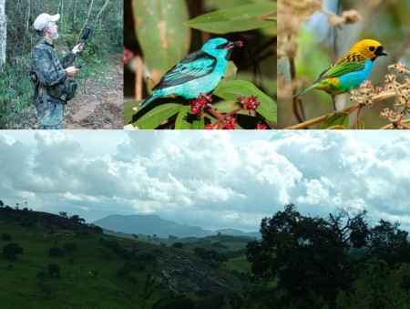 Aumento da pirodiversidade ameaça a riqueza de aves em florestas não queimadas da Mata Atlântica