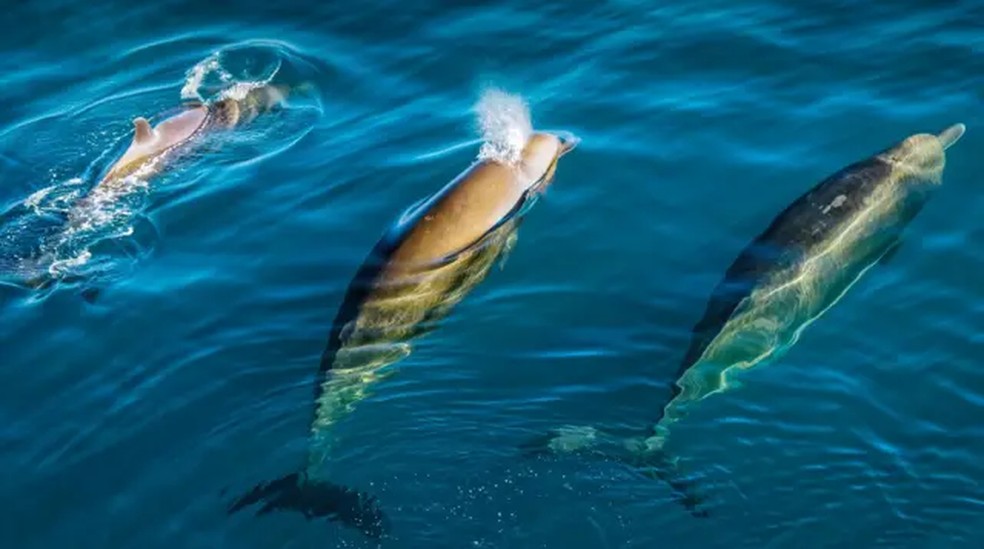 Ruído humano nos oceanos ameaça a vida marinha e compromete a comunicação entre cetáceos
