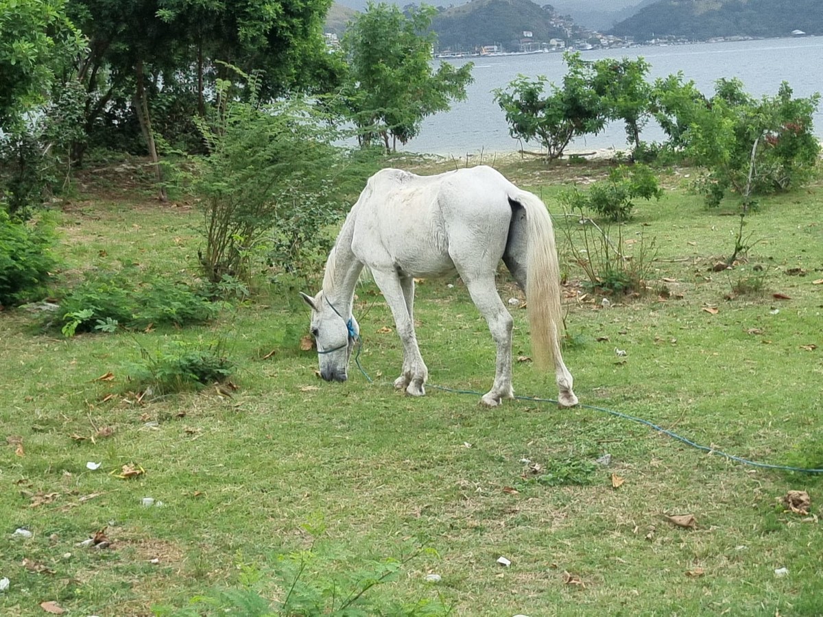 Cavalos em áreas de restinga de Niterói geram danos ambientais e riscos à segurança de motoristas e pedestres