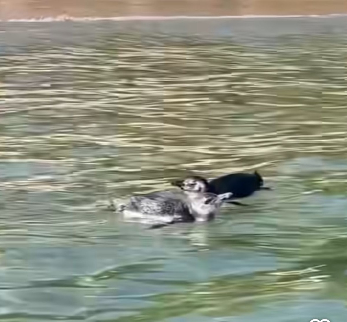 Pinguins-de-magalhães encantam banhistas na praia de Itaipu, em Niterói, durante inverno atípico