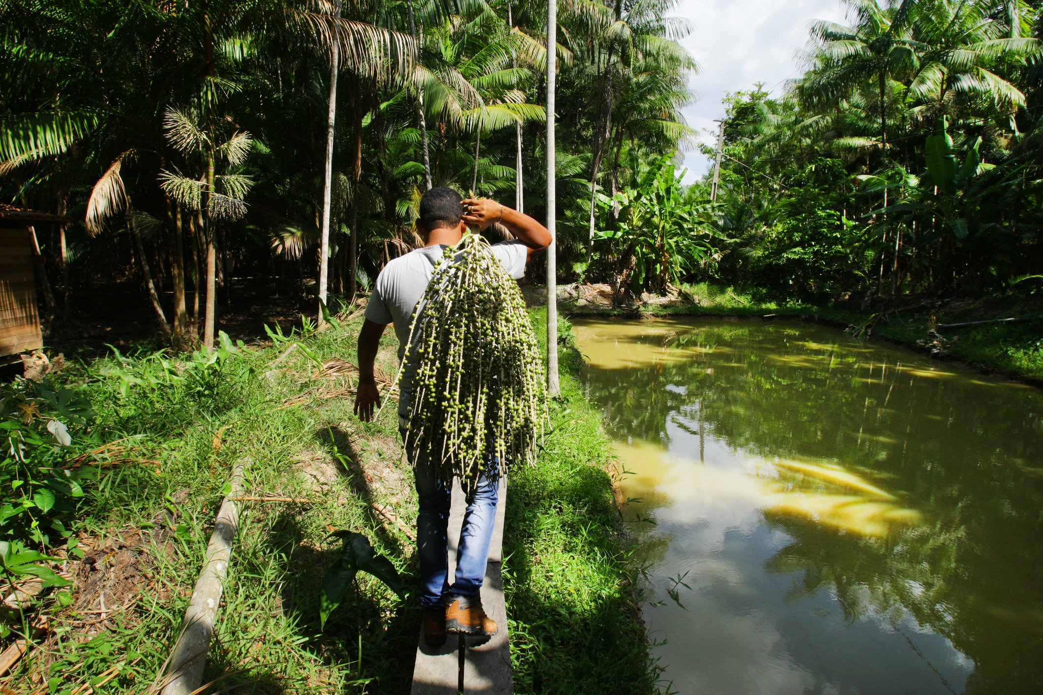 Amazônia: bioeconomia pode gerar R$ 45 bilhões e 830 mil empregos até 2050, aponta estudo do WRI