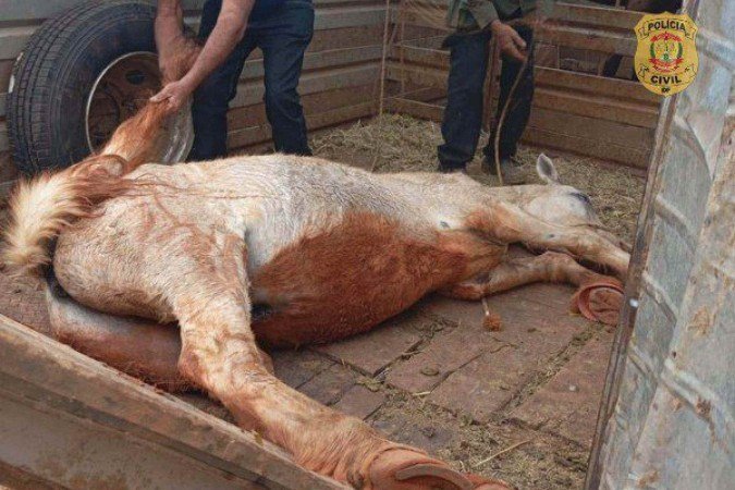 Cavalo resgatado pela Polícia Civil é encontrado desnutrido após furto da Secretaria de Agricultura do DF