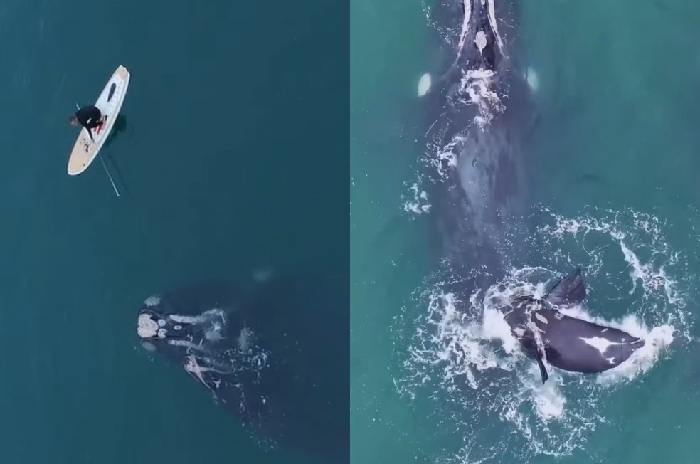 Homem retira rede de pesca de baleia-franca-austral em Palhoça e gera polêmica nas redes sociais