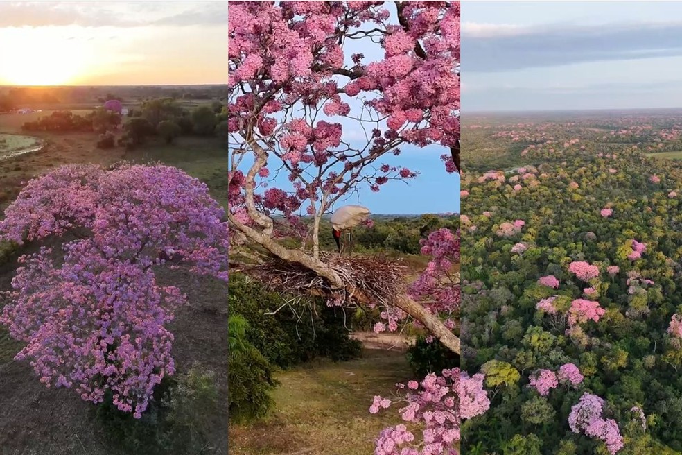 Ipês em flor transformam o Pantanal em um espetáculo de cores e biodiversidade