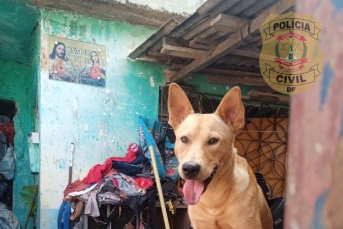Polícia Civil do DF resgata nove cães em situação de maus-tratos em Ceilândia