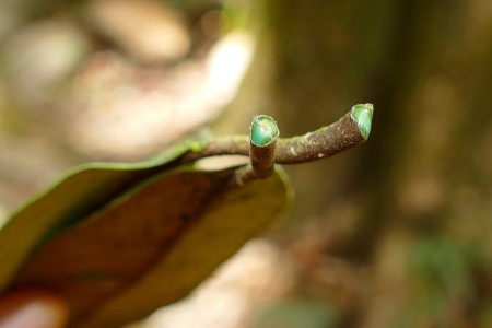Pesquisadores da UFRPE buscam plantas hiperacumuladoras para impulsionar a agromineração no Brasil