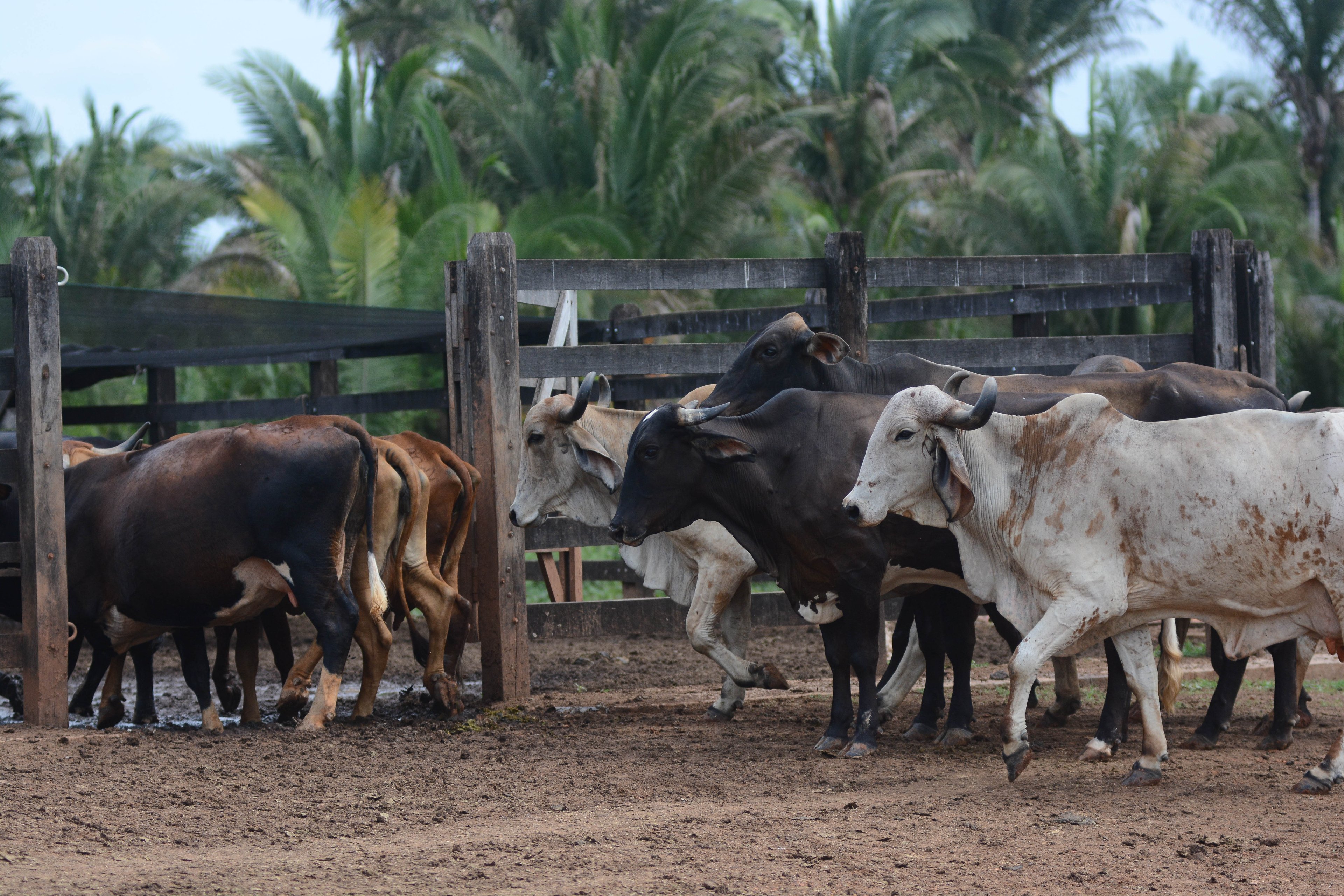 Banco do Nordeste investe R$ 300 milhões em banheiros e quintais produtivos para a agricultura familiar