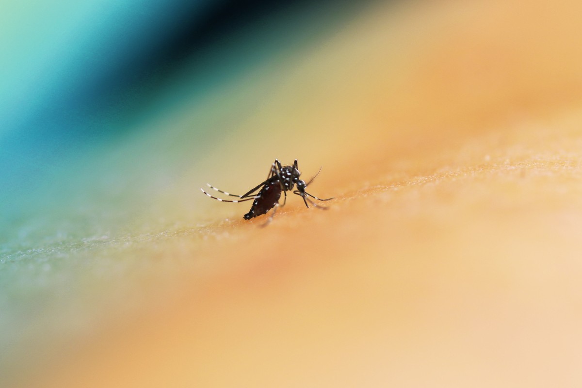 Brasil registra queda de 76,2% nos casos de dengue no primeiro semestre de 2025, mas permanece em alerta