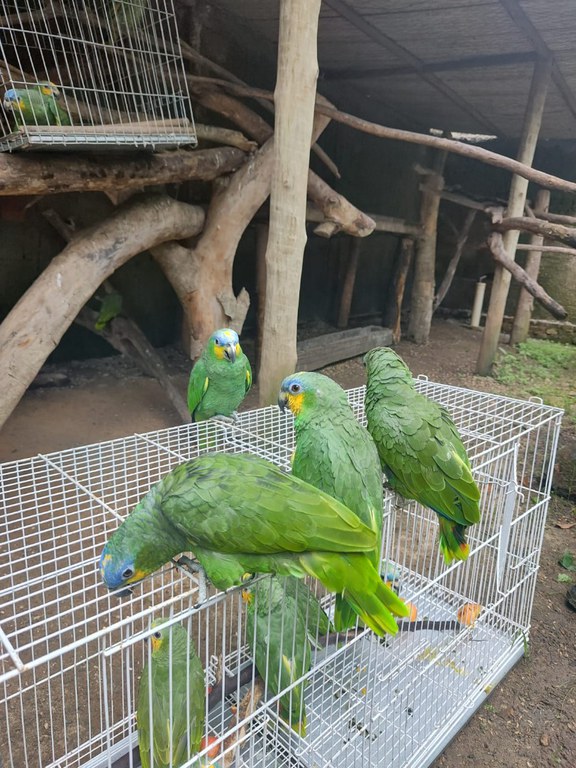 Ibama reabilita e destina papagaios-do-mangue para reintrodução na Mata Atlântica de Alagoas