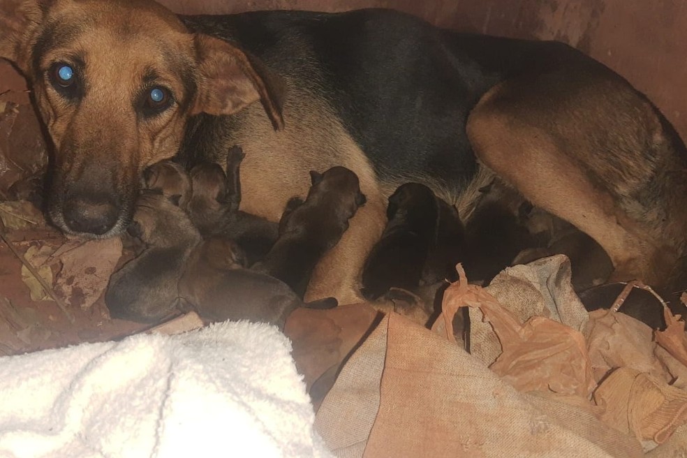 Cadela dá à luz 15 filhotes em túmulo depredado e é resgatada por bombeiros em Nova Andradina