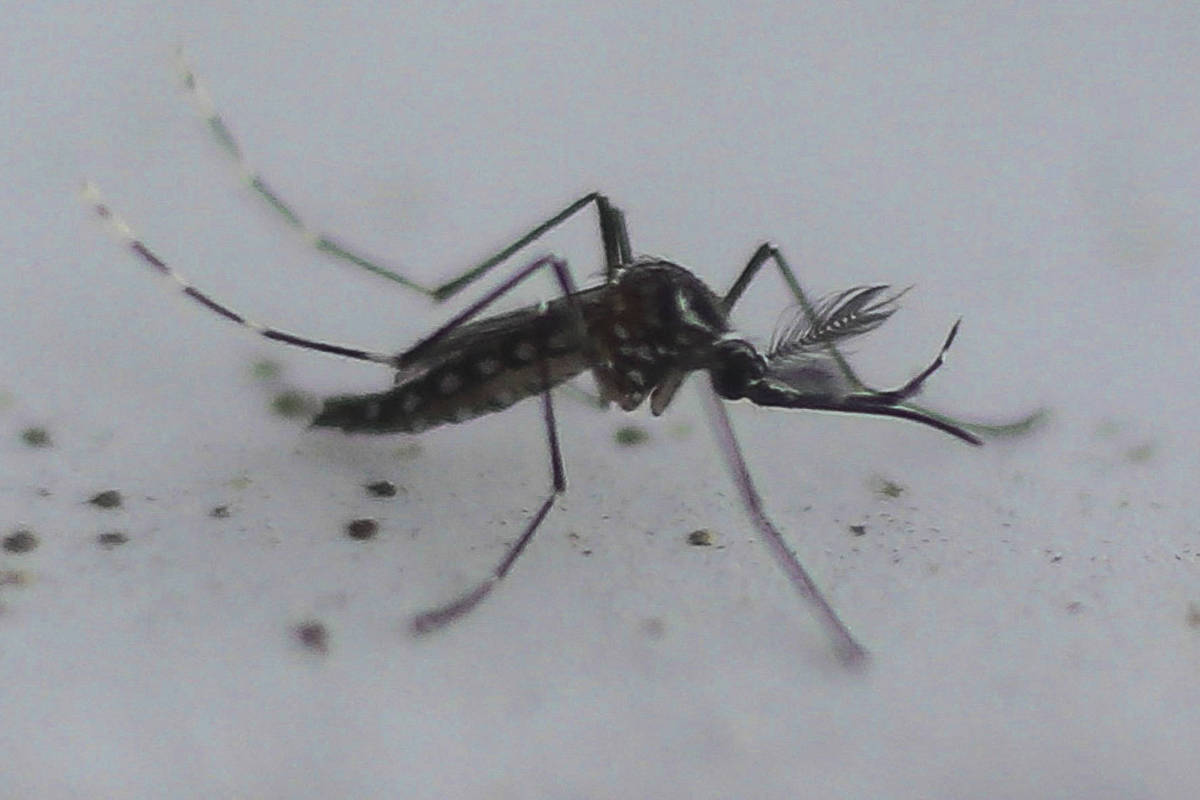 São Paulo enfrenta grave epidemia de dengue com mil mortes e mais de 800 mil casos confirmados