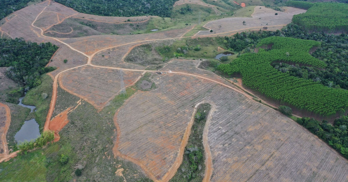 Nestlé Brasil firma parcerias para restaurar 8 mil hectares de ecossistemas e plantar 11 milhões de árvores
