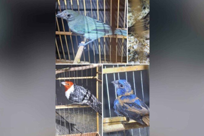 Operação de fiscalização apreende 34 aves silvestres e materiais de pesca predatória no DF