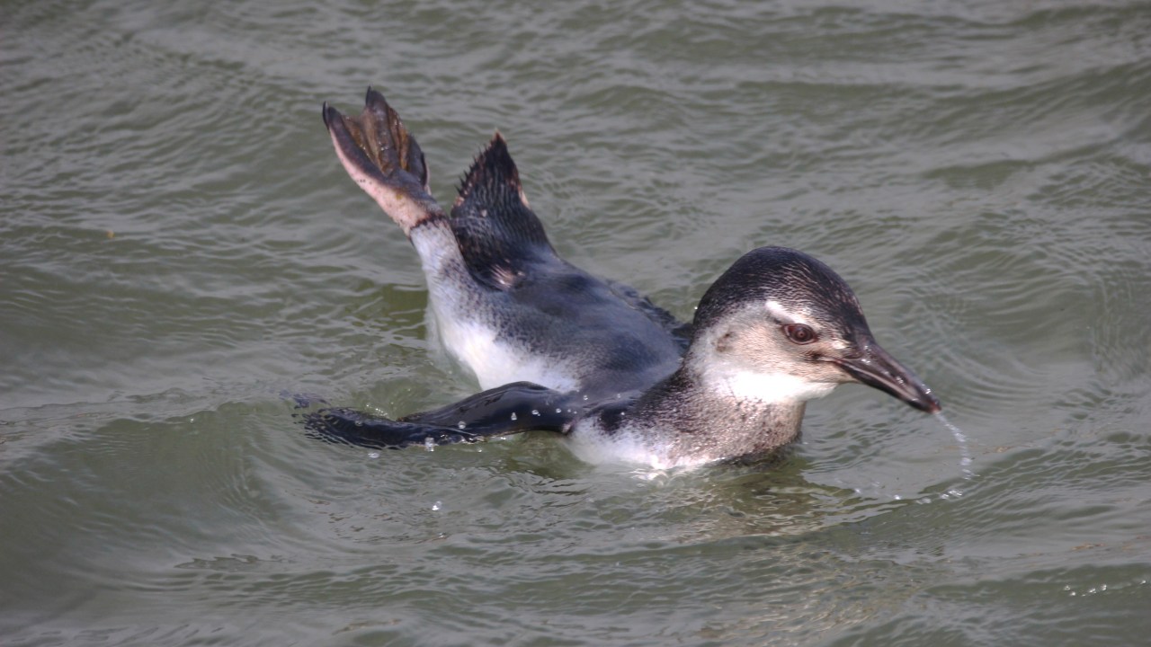 Pinguins-de-magalhães chegam ao Brasil em busca de alimento e enfrentam desafios na migração